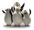 pinguini :pinguini: